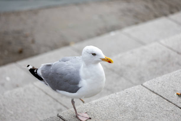 Flying seagull with wings spread open against a white background
