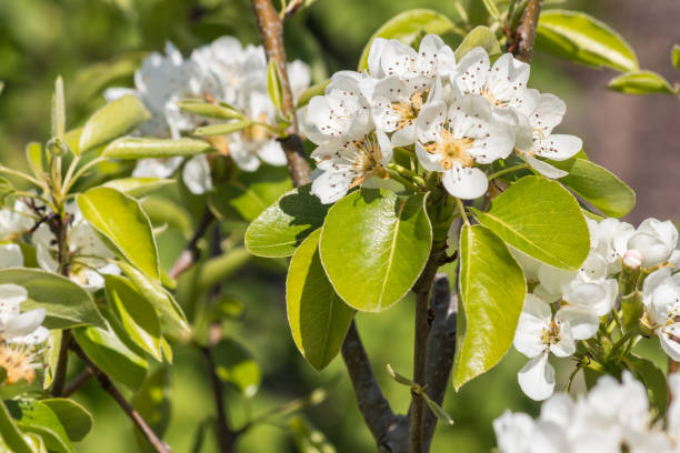 istock blooming pear tree with cluster of white flowers and fresh leaves 1364109902