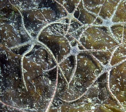 Brittle Stars photographed on the ocean floor around the  southern Gulf Islands of British Columbia.