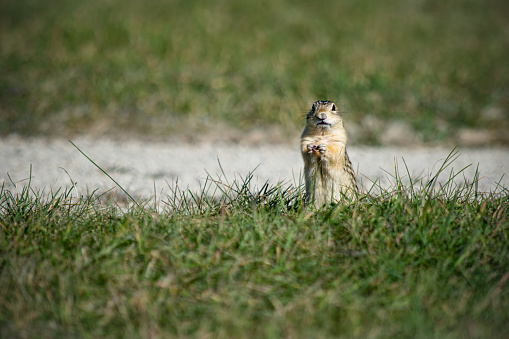 This prairie dog, called the 13 stripes ground squirrel, is standing in the prairies