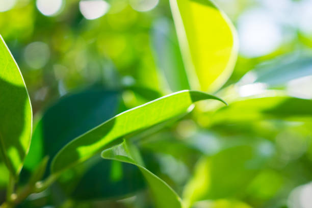 istock Plant green leaf in garden with bokeh background 1364110686
