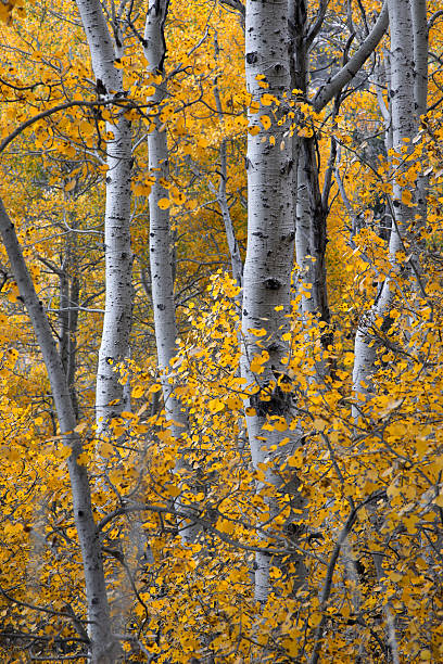 istock Aspen Woodland 136411175