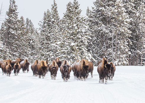 Una manada de bisontes en una carretera nevada del Parque Nacional de Yellowstone photo