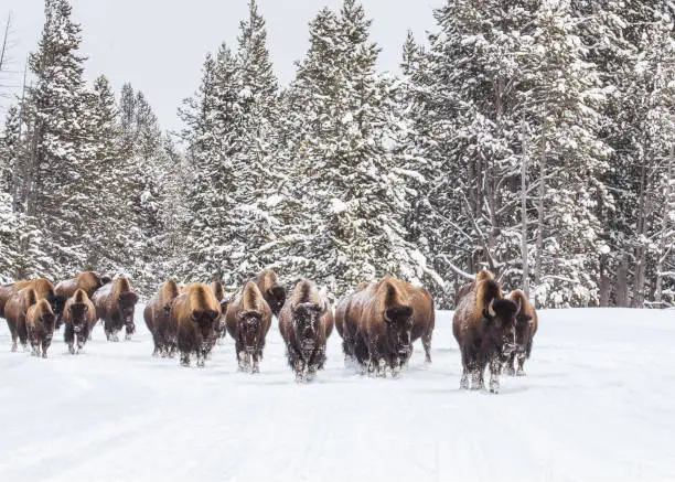 A herd of bison walking on a snowy road of Yellowstone National Park.