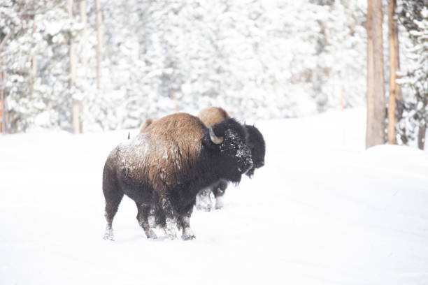 istock Right of way for the bison 1364115085