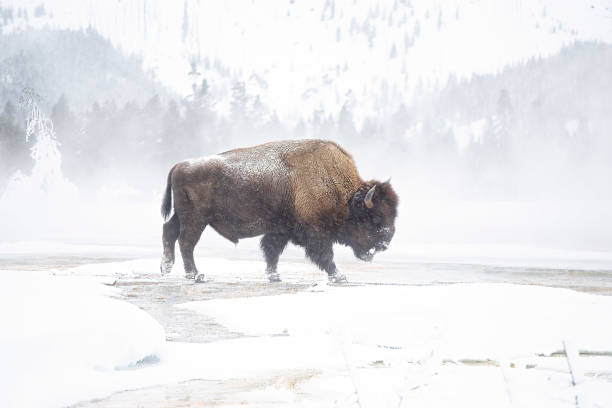 istock Bison profile on Madison River in Yellowstone National Park 1364115104