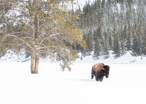 Bisonte caminando junto a un árbol en un campo cubierto de nieve del Parque Nacional de Yellowstone photo