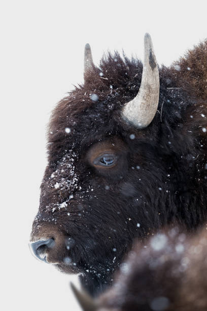 istock Bison Head Shot in Snowstorm 1364115114