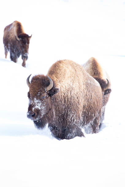 istock Leading the way, bison in a snow covered field 1364115172