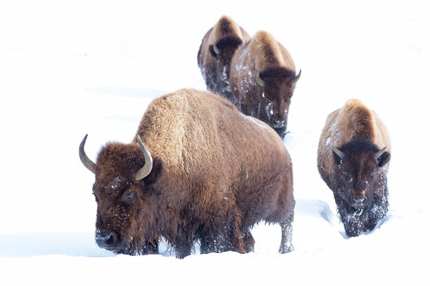 istock Leaving the fields of Yellowstone National Park 1364115183