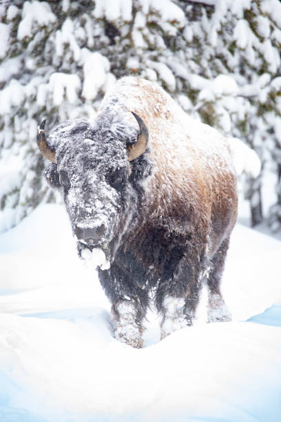 istock Snow covered bison in the woods 1364115276