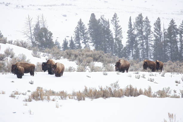 istock Group of bison walking through Lamar Valley 1364116000