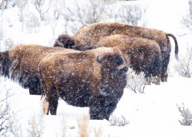istock Bison huddling in the snow 1364116246