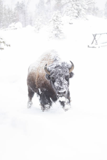 istock Snowy bison wandering through the park 1364116257