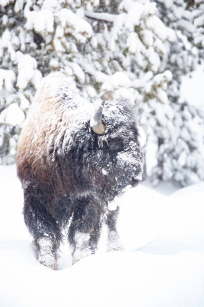 istock Snow covered bison pauses in Yellowstone 1364116291
