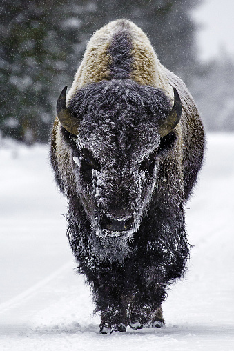 Bisonte cubierto de nieve caminando por la carretera en el Parque Nacional de Yellowstone photo
