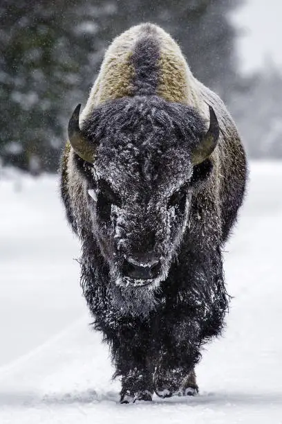 A bison walks along a snow covered road in Yellowstone National Park