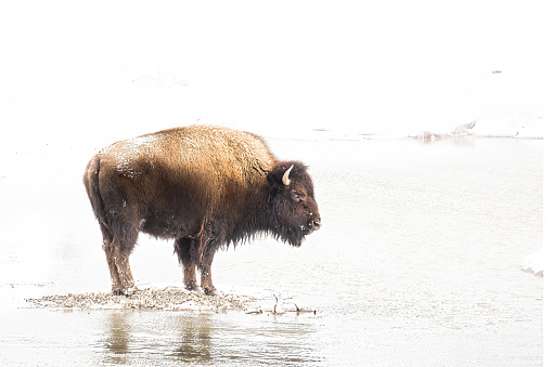 Bison standing on a small island in the Madison River of Yellowstone National Park.