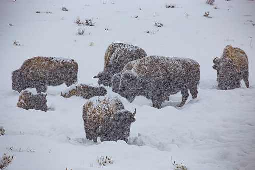 Manada de bisontes en tormenta de nieve photo