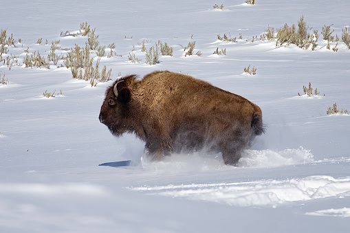 A bison runs through a field of snow in Yellowstone National Park
