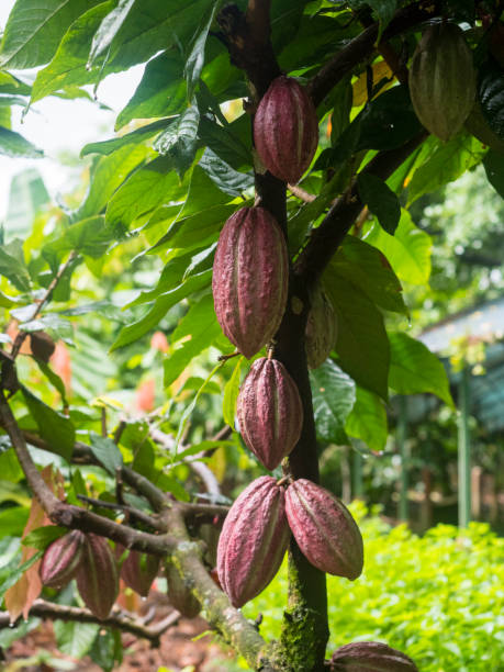 Ripe cacao fruits on cacao tree stock photo