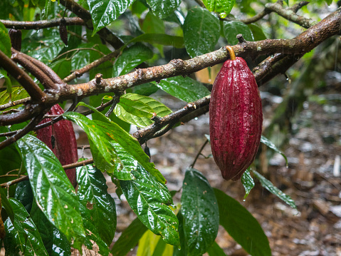 The cacao (cocoa) tree with fruits.