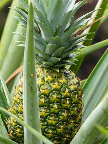 A close-up of a fresh pineapple growing in the rainforest in Costa Rica