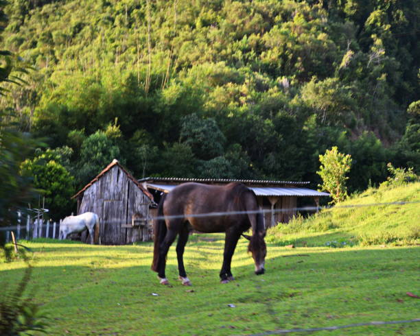 istock horses in the pasture 1364119149