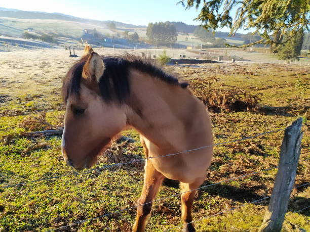 istock horses in the pasture 1364119153