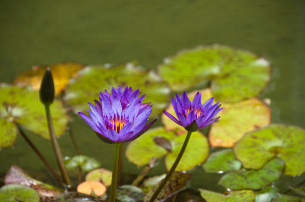 Two purple lotus flowers in a pond stock photo