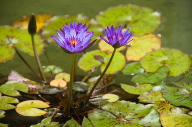 Two purple lotus flowers in a pond stock photo
