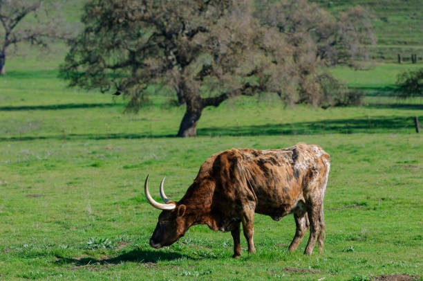 istock Close-up of Texas Longhorn Bull 1364120564