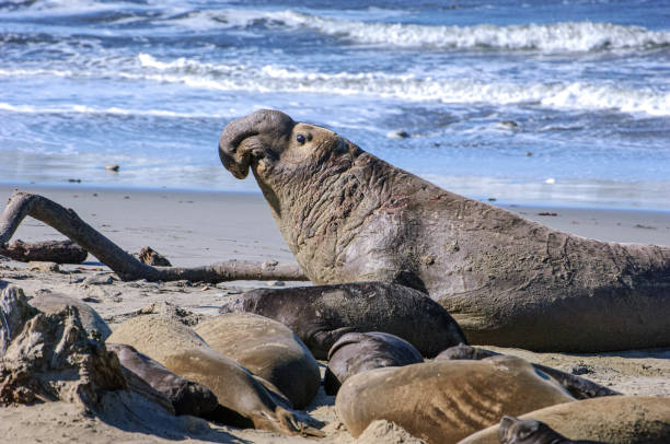 Wild male elephant seal (Mirounga angustirostris) taking a agressive posture as it approaches a female elephant seal on the beach.Taken at Ano Nuevo State Park, California, USA