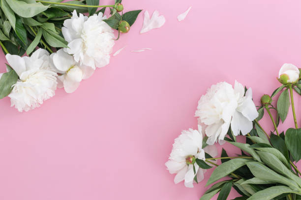 istock White pion flower on pink background. 1364122295
