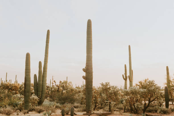 istock Saguaro Cacti + Mountainous landscape 1364122453