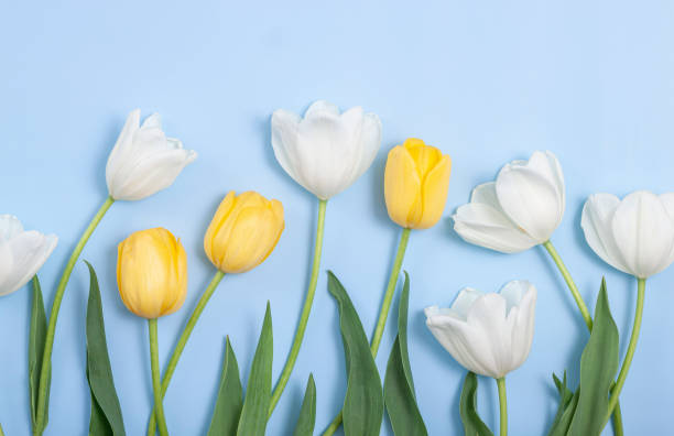 istock Bouquet of white tulips on blue background. 1364123001