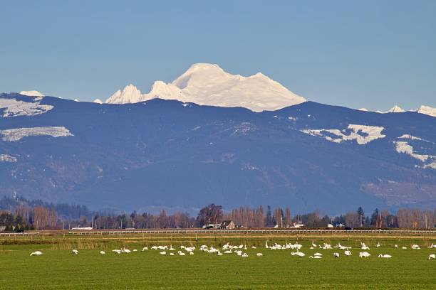istock Mount Baker and Trumpeter Swans 1364125114