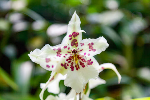 istock Flower Show - Pittsburgh, PA 1364125843