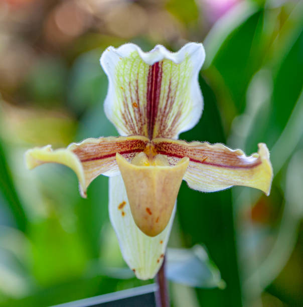 istock Flower Show - Pittsburgh, PA 1364125865