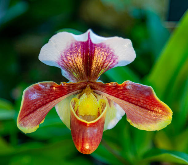 istock Flower Show - Pittsburgh, PA 1364125870