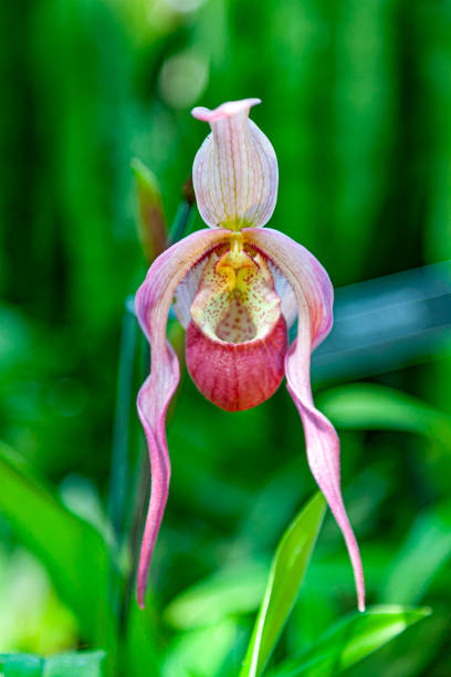 istock Flower Show - Pittsburgh, PA 1364125877