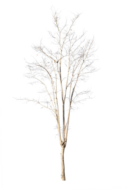 istock dry dead trees in autumn isolated on white background 1364129274