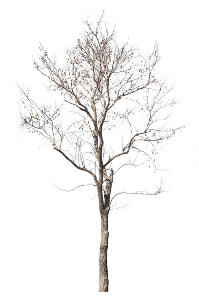 istock dry dead trees in autumn isolated on white background 1364129523