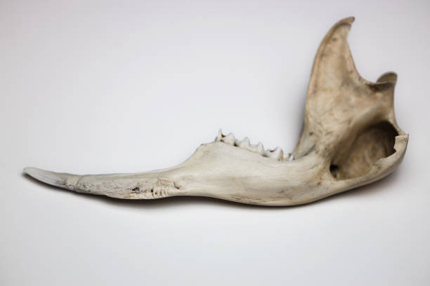 istock Kangaroo jaw on white background, top view. Clean white background 1364130135