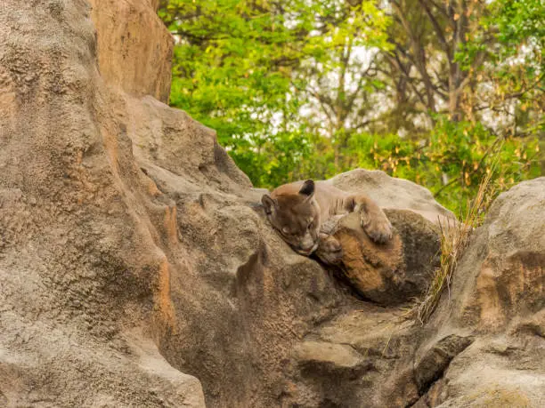 Photo of Impressive cougar taking a nap