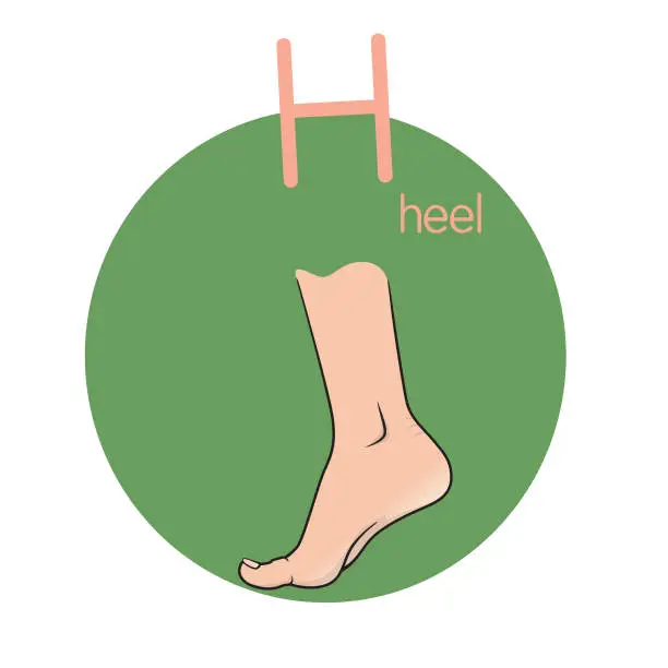 Vector illustration of Vector illustration of children's activity coloring book pages with pictures of Heel.