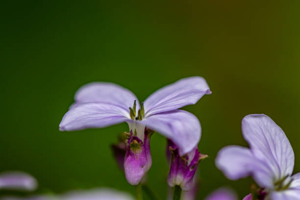 istock Lunaria annua flower in mountains, macro 1364139853