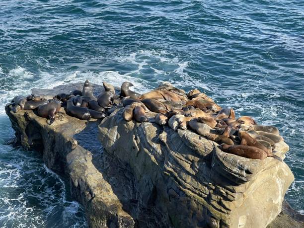 istock A group of sea lions perched on a spray-impacted reef 1364141789
