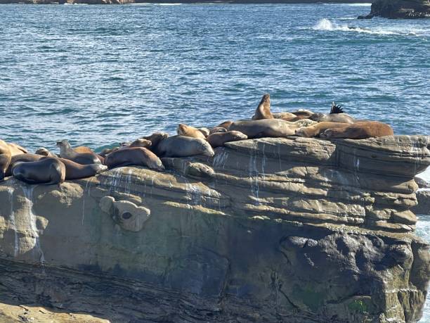 istock A group of sea lions perched on a spray-impacted reef 1364141794