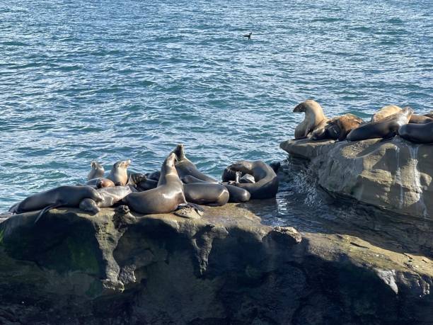 istock A group of sea lions perched on a spray-impacted reef 1364141801
